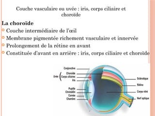 L’anatomie et la physiologie de l’œil humain | PPTX