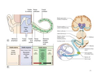 Anatomie et physiologie des organes de sens.pdf