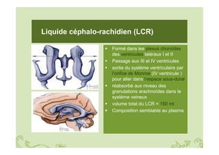 Lc Rachidien Anatomie_et_physiologie_du_systeme_nerveux_-_PPT.pdf