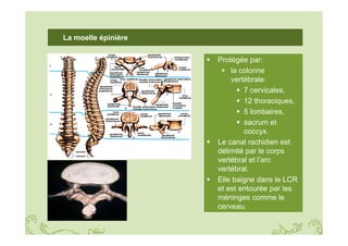 Lc Rachidien Anatomie_et_physiologie_du_systeme_nerveux_-_PPT.pdf
