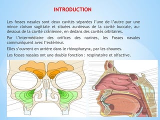 Anatomie Et Explorations Des Fosses Nasales pptx