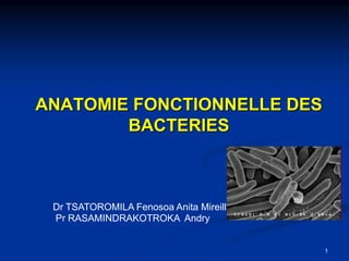 ANATOMIE FONCTIONNELLE DES
BACTERIES
1
Dr TSATOROMILA Fenosoa Anita Mireille
Pr RASAMINDRAKOTROKA Andry
 