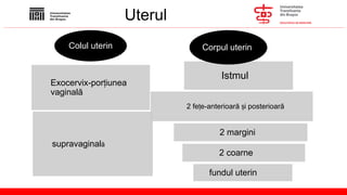 Anatomia Organelor Genitale Feminine și Sanului: Structuri și ...
