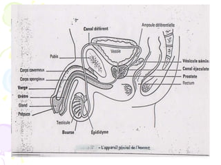 anatomiegynecologie.ppt