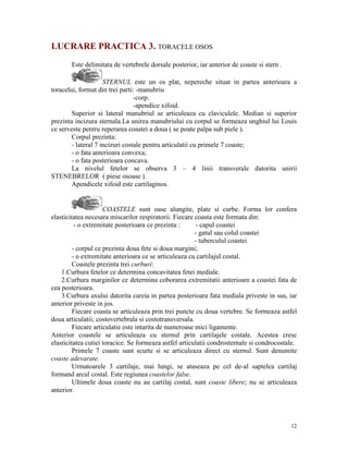 LUCRARE PRACTICA 3. TORACELE OSOS
Este delimitata de vertebrele dorsale posterior, iar anterior de coaste si stern .
STERNUL este un os plat, nepereche situat in partea anterioara a
toracelui, format din trei parti: -manubriu
-corp.
-apendice xifoid.
Superior si lateral manubriul se articuleaza cu claviculele. Median si superior
prezinta incizura sternala.La unirea manubriului cu corpul se formeaza unghiul lui Louis
ce serveste pentru reperarea coastei a doua ( se poate palpa sub piele ).
Corpul prezinta:
- lateral 7 incizuri costale pentru articulatii cu primele 7 coaste;
- o fata anterioara convexa;
- o fata posterioara concava.
La nivelul fetelor se observa 3 – 4 linii transverale datorita unirii
STENEBRELOR ( piese osoase ).
Apendicele xifoid este cartilaginos.

COASTELE sunt oase alungite, plate si curbe. Forma lor confera
elasticitatea necesara miscarilor respiratorii. Fiecare coasta este formata din:
- o extremitate posterioara ce prezinta :
- capul coastei
- gatul sau colul coastei
- tuberculul coastei
- corpul ce prezinta doua fete si doua margini;
- o extremitate anterioara ce se articuleaza cu cartilajul costal.
Coastele prezinta trei curburi:
1.Curbura fetelor ce determina concavitatea fetei mediale.
2.Curbura marginilor ce determina coborarea extremitatii anterioare a coastei fata de
cea posterioara.
3.Curbura axului datorita careia in partea posterioara fata mediala priveste in sus, iar
anterior priveste in jos.
Fiecare coasta se articuleaza prin trei puncte cu doua vertebre. Se formeaza astfel
doua articulatii; costovertebrala si costotransversala.
Fiecare articulatie este intarita de numeroase mici ligamente.
Anterior coastele se articuleaza cu sternul prin cartilajele costale. Acestea cresc
elasticitatea cutiei toracice. Se formeaza astfel articulatii condrosternale si condrocostale.
Primele 7 coaste sunt scurte si se articuleaza direct cu sternul. Sunt denumite
coaste adevarate.
Urmatoarele 3 cartilaje, mai lungi, se ataseaza pe cel de-al saptelea cartilaj
formand arcul costal. Este regiunea coastelor false.
Ultimele doua coaste nu au cartilaj costal, sunt coaste libere; nu se articuleaza
anterior.

12

 