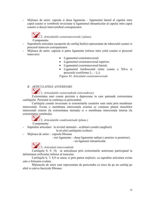 -

-

Mijloace de unire: capsula si doua ligamente – ligamentul lateral al capului intre
capul coastei si vertebrele invecinate si ligamentul intraarticular al capului intre capul
coastei si discul intervertebral corespunzator.
2. Articulatiile costotransversale ( plane).
Componente:
Suprafetele articulare (acoperite de cartilaj hialin) reprezentate de tuberculul coastei si
procesul transvers corespunzator.
Mijloace de unire: capsula si patru ligamente (intinse intre colul coastei si procesul
transvers)
• Ligamentul costotransversal;
• Ligamentul costotransversal superior;
• Ligamentul costotransversal lateral;
• Ligamentul lombocostal (intre coasta a XII-a si
procesele costiforme L1 – L2).
Figura 34. Articulatii costotransversale

B. ARTICULATIILE ANTERIOARE
1. Articulatiile costocondrale (sincondroze)
Extremitatea unei coaste prezinta o depresiune in care patrunde extremitatea
cartilajului. Periostul se continua cu pericondrul.
Cartilajele costale invecinate si extremitatile coastelor sunt unite prin membrane
intercostale. Exista o membrana intercostala externa ce continua planul muschilor
intercostali externi (la extremitatea sternala) si o membrana intercostala interna (la
extremitatea vertebrala).

-

2. Articulatiile condrosternale (plane.)
Componente:
Suprafete articulare: la nivelul sternului - scobituri costale (unghiuri)
la nivelul cartilajului (colturi)
Mijloace de unire: - capsula fibroasa
- trei ligamente: - doua ligamente radiate ( anterior si posterior);
- un ligament intraarticular.

3. Articulatii intercondrale
Cartilajele 8, 9, 10, se articuleaza prin extremitatile anterioare participand la
delimitarea orificiului inferior al toracelui.
Cartilajele 6, 7, 8,9 se unesc si prin partea mijlocie; ca suprafete articulare exista
cate o fetisoara ovalara.
Mijloacele de unire sunt reprezentate de pericondru ce trece de pe un cartilaj pe
altul si cateva fascicule fibroase.

14

 