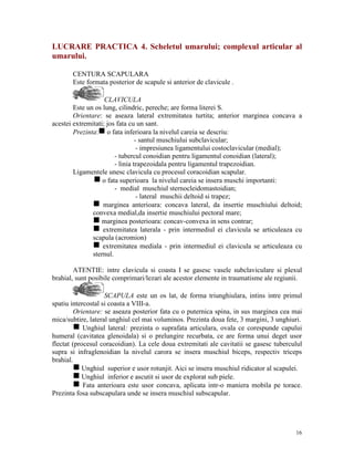 LUCRARE PRACTICA 4. Scheletul umarului; complexul articular al
umarului.
CENTURA SCAPULARA
Este formata posterior de scapule si anterior de clavicule .
CLAVICULA
Este un os lung, cilindric, pereche; are forma literei S.
Orientare: se aseaza lateral extremitatea turtita; anterior marginea concava a
acestei extremitati; jos fata cu un sant.
Prezinta:g o fata inferioara la nivelul careia se descriu:
- santul muschiului subclavicular;
- impresiunea ligamentului costoclavicular (medial);
- tubercul conoidian pentru ligamentul conoidian (lateral);
- linia trapezoidala pentru ligamentul trapezoidian.
Ligamentele unesc clavicula cu procesul coracoidian scapular.
g o fata superioara la nivelul careia se insera muschi importanti:
- medial muschiul sternocleidomastoidian;
- lateral muschii deltoid si trapez;
g marginea anterioara: concava lateral, da insertie muschiului deltoid;
convexa medial,da insertie muschiului pectoral mare;
g marginea posterioara: concav-convexa in sens contrar;
g extremitatea laterala - prin intermediul ei clavicula se articuleaza cu
scapula (acromion)
g extremitatea mediala - prin intermediul ei clavicula se articuleaza cu
sternul.
ATENTIE: intre clavicula si coasta I se gasesc vasele subclaviculare si plexul
brahial, sunt posibile comprimari/lezari ale acestor elemente in traumatisme ale regiunii.
SCAPULA este un os lat, de forma triunghiulara, intins intre primul
spatiu intercostal si coasta a VIII-a.
Orientare: se aseaza posterior fata cu o puternica spina, in sus marginea cea mai
mica/subtire, lateral unghiul cel mai voluminos. Prezinta doua fete, 3 margini, 3 unghiuri.
g Unghiul lateral: prezinta o suprafata articulara, ovala ce corespunde capului
humeral (cavitatea glenoidala) si o prelungire recurbata, ce are forma unui deget usor
flectat (procesul coracoidian). La cele doua extremitati ale cavitatii se gasesc tuberculul
supra si infraglenoidian la nivelul carora se insera muschiul biceps, respectiv triceps
brahial.
g Unghiul superior e usor rotunjit. Aici se insera muschiul ridicator al scapulei.
g Unghiul inferior e ascutit si usor de explorat sub piele.
g Fata anterioara este usor concava, aplicata intr-o maniera mobila pe torace.
Prezinta fosa subscapulara unde se insera muschiul subscapular.

16

 