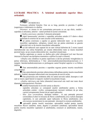 LUCRARE PRACTICA
articulatii.

5. Scheletul membrului superior liber;

HUMERUSUL
Formeaza scheletul bratului. Este un os lung, pereche ce prezinta 2 epifize
(superioara si inferioara) si o diafiza.
Orientare: se aseaza in sus extremitatea prevazuta cu un cap sferic, medial suprafata ei articulara, anterior - santul profund al acestei extremitati.
→ Epifiza anterioara: prezinta 3 elemente principale:
g capul humerusului: prezinta o suprafata articulara neteda (1/3 dintr-o sfera)
delimitata la exterior de un sant circular (colul anatomic);
g pe partea exterioara a capului se gaseste tuberculul mare ce da insertie
muschilor supraspinos, subspinos, rotund mic; pe partea anterioara se gaseste
tuberculul mic ce da insertie muschiului subscapular.
g cei doi tuberculi sunt separati de un sant vertical delimitat de 2 creste (santul
intertubercular sau culisa bicipitala); pe creasta tuberculului mare se insera muschiul
pectoral mare, iar pe creasta tuberculului mic muschiul rotund mare.
Epifiza superioara se uneste cu diafiza prin colul chirurgical (cel mai frecvent
interesat in fracturi sau dezlipirea traumatica a epifizei la copii si tineret).
→Diafiza este cilindrica in partea superioara si devine prismatic triunghiulara in
partea inferioara, delimitandu-se 3 fete: anteromediala/anterolaterala/posterioara si 3
margini: laterala/mediala/anterioara ce prelungeste santul bicipital superior si se bifurca
inferior.
g Fata anteromediala prezinta o suprafata rugoasa pentru insertia muschiului
coracobrahial.
g Fata anterolaterala prezinta tuberozitatea deltoidiana pentru insetia muschiului
deltoid si brahial, deasupra tuberozitatii este inconjurata de nervul axilar.
g Fata posterioara este strabatuta oblic de santul nervului radial; deasupra si sub
sant se insera capul lateral si respectiv medial la muschiului triceps.
→Epifiza inferioara este latita (diametrul transversal este mult mai mare decat
diametrul anteroposterior). Prezinta:
g condilul humerusului la nivelul caruia se descriu :
- suprafete articulare ce corespund oaselor antebratului pentru a forma
articulatia cotului : trohlee corespunzatoare incizurii trohleare de pe ulna;
capitul corespunzator fosetei de pe capul radiusului;
- fose : fosa coronoidiana, deasupra trohleei , in care patrunde procesul
coronoidian al ulnei in miscarea de flexie a antebratului; fosa radiala deasupra
capitulului, in care patrunde capul radiusului in flexia antebratului; fosa
olecraniana (posterioara) in care patrunde olecranul in extensia antebratului;
g epicondili pentru insertii musculare: epicondilul medial pentru insertia
muschilor flexori (antebrat, mana, degete) si pronatori (antebrat); epicondilul lateral
pentru insertia muschilor supinatori ai antebratului, extensori ai antebratului, mainii,
degetelor.

18

 
