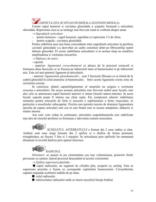 ARTICULATIA SCAPULO-HUMERALA (GLENOHUMERALA)
Uneste capul humeral si cavitatea glenoidala a scapulei formand o articulatie
sferoidala. Reprezinta ceea ce se intelege mai frecvent cand se vorbeste despre umar.
→ Suprafetele articulare
- pentru humerus - capul humeral, suprafata ce reprezinta 1/3 de sfera;
- pentru scapula - cavitatea glenoidala
Pentru stabilirea unei mai bune concordante intre suprafetele articulare la periferia
cavitatii glenoidale s-a dezvoltat un cadru constituit dintr-un fibrocartilaj numit
labrum glenoidal. El creste stabilitatea articulatiei si in acelasi timp nu modifica
amplitudinea si varietatea miscarilor.
→ Mijloace de unire:
- capsula
- superior: ligamentul coracohumeral ce pleaca de la procesul coracoid si
formeaza doua fascicule ce se fixeaza pe tuberculul mare al humerusului si pe tuberculul
mic. Este cel mai puternic ligament al articulatiei.
- anterior: ligamentele glenohumerale ; sunt 3 fascicule fibroase ce se intind de la
cadrul glenoidal la colul anatomic al humerusului. Intre aceste ligamente exista zone de
rezistenta scazuta.
In concluzie: planul capsuloligamentar al umarului nu asigura o rezistenta
crescuta a articulatiei. De aceea aceasta articulatie este frecvent sediul unor luxatii, mai
ales cele ce antreneaza capul humeral anterior si intern (luxatii antero-interne). In acest
luxatii capsula poate fi intinsa sau chiar rupta. Ele compromit ulterior stabilitatea
umarului pentru miscarile de forta si necesita o suplimentare a fortei musculare, in
particular a muschiului subscapular. Pozitia care permite maxim de distensie ligamentara
(pozitia de repaus articular) este cea in care bratul este in usoara antepulsie, abductie si
rotatie interna.
Asa cum vom vedea in continuare, articulatia scapulohumerala este stabilizata
mai ales de muschii profunzi ce formeaza o adevarata centura musculara.

SCHELETUL ANTEBRATULUI e format din 2 oase radius si ulna.
Ambele sunt oase lungi formate din 2 epifize si o diafiza de forma prismatic
triunghiulara, au fiecare 3 fete si 3 margini. Se articuleaza prin epifizele lor ramanand
distantate la nivelul diafizei prin spatiul interosos.

RADIUSUL
Orientare: se aseaza in jos extremitatea cea mai voluminoasa; posterior fetele
prevazute cu santuri; lateral procesul descendent al acestei extremitati.
→ Epifiza superioara prezinta :
s capul radiusului, un segment de cilindru plin, acoperit cu cartilaj. Fata sa
superioara prezinta o foseta ce corespunde capitulului humerusului. Circumferinta
capului raspunde scobiturii radiale de pe ulna;
s colul radiusului
s tuberozitatea radiusului unde se insera muschiul biceps brahial.

19

 