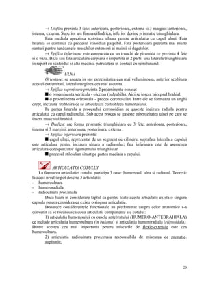 → Diafiza prezinta 3 fete: anterioara, posterioara, externa si 3 margini: anterioara,
interna, externa. Superior are forma cilindrica, inferior devine prismatic triunghiulara.
Fata mediala aprezinta scobitura ulnara pentru articulatia cu capul ulnei. Fata
laterala se continua cu procesul stiloidian palpabil. Fata posterioara prezinta mai multe
santuri pentru tendoanele muschilor extensori ai mainii si degetelor.
→ Epifiza inferioara este comparata cu un trunchi de piramida ce prezinta 4 fete
si o baza. Baza sau fata articulara carpiana e impartita in 2 parti: una laterala triunghiulara
in raport cu scafoidul si alta mediala patrulatera in contact cu semilunarul.
ULNA
Orientare: se aseaza in sus extremitatea cea mai voluminoasa, anterior scobitura
acestei extremitati, lateral marginea cea mai ascutita.
→ Epifiza superioara prezinta 2 proeminente osoase:
s o proeminenta verticala - olecran (palpabila). Aici se insera tricepsul brahial.
s o proeminenta orizontala - proces coronoidian. Intre ele se formeaza un unghi
drept, incizura trohleara ce se articuleaza cu trohleea humerusului.
Pe partea laterala a procesului coronoidian se gaseste incizura radiala pentru
articulatia cu capul radiusului. Sub acest proces se gaseste tuberozitatea ulnei pe care se
insera muschiul brahial.
→ Diafiza: are forma prismatic triunghiulara cu 3 fete: anterioara, posterioara,
interna si 3 margini: anterioara, posterioara, externa .
→ Epifiza inferioara prezinta:
s capul ulnei, reprezentat de un segment de cilindru; suprafata laterala a capului
este articulara pentru incizura ulnara a radiusului; fata inferioara este de asemenea
articulara corespunzator ligamentului triunghiular
s procesul stiloidian situat pe partea mediala a capului.
ARTICULATIA COTULUI
La formarea articulatiei cotului participa 3 oase: humerusul, ulna si radiusul. Teoretic
la acest nivel se pot descrie 3 articulatii:
- humeroulnara
- humeroradiala
- radioulnara proximala
Daca luam in considerare faptul ca pentru toate aceste articulatii exista o singura
capsula putem considera ca exista o singura articulatie.
Deoarece considerentele functionale au predominat asupra celor anatomice s-a
convenit sa se recunoasca doua articulatii componente ale cotului:
1) articulatia humerusului cu oasele antebratului (HUMERO-ANTEBRAHIALA)
ce include articulatia humeroulnara (in balama) si articulatia humeroradiala (elipsoidala).
Dintre acestea cea mai importanta pentru miscarile de flexie-extensie este cea
humeroulnara.
2) articulatia radioulnara proximala responsabila de miscarea de pronatiesupinatie.

20

 