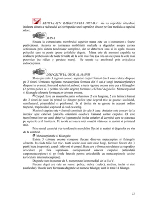 ARTICULATIA RADIOULNARA DISTALA are ca suprafete articulare
incizura ulnara a radiusului ce corespunde unei suprafete situate pe fata mediala a capului
ulnei;
MANA
Situata la extremitatea membrului superior mana este un « instrument » foarte
perfectionat. Aceasta se datoreaza mobilitatii multiple a degetelor asupra carora
actioneaza prin sistem tendinoase complexe, dar se datoreaza insa si in egala masura
policelui care se poate opune celorlalte degete. Mana este de asemeni capabila sa
realizeze prehensiuni de toate felurile de la cele mai fine (sa tina un ou) pana la cele mai
puternice (sa ridice o greutate mare). Se uneste cu antebratul prin articulatia
radiocarpiana.

DISPOZITIVUL OSOS AL MAINII
Mana prezinta 3 regiuni osoase: superior carpul format din 8 oase cubice dispuse
pe 2 siruri. Urmeaza regiunea metacarpiana formata din 5 oas.e lungi (metacarpienele)
dispuse in evantai, formand scheletul palmei; a treia regiune osoasa este cea a falangelor
(2 pentru police si 3 pentru celelalte degete) formand scheletul degetelor. Metacarpianul
si falangele aferente formeaza o coloana osoasa.
2Carpul. Este un ansamblu putin voluminos (3 cm lungime, 5 cm latime) format
din 2 siruri de oase: in primul sir dinspre police spre degetul mic se gasesc: scafoidul,
semilunarul, piramidalul si pisiformul. In al doilea sir se gasesc in aceeasi ordine
trapezul, trapezoidul, capitatul si osul cu carlig.
Masivul carpian este volumul constituit de cele 8 oase. Anterior este concav de la
interior spre exterior (datorita orientarii oaselor) formand santul carpului. El este
transformat intr-un canal datorita ligamentului inelar anterior al carpului care se ataseaza
pe reperele ce il limiteaza. Pe acesta se insera mici muschi intrinseci ai mainii si palmarul
mic.
Prin santul carpului trec tendoanele muschilor flexori ai mainii si degetelor ce vin
de la antebrat.
2 Metacarpienele si falangele.
Exista 5 coloane osoase compuse fiecare dintr-un metacarpian si falangele
aferente. In ciuda taliei lor mici, toate aceste oase sunt oase lungi, formare fiecare din 3
parti: baza (superior); capul (inferior) si corpul. Baza are o forma patrulatera cu suprafete
articulare pe fata superioara corespunzand oaselor carpului (articulatii
carpometacarpiene) si pe fetele laterale pentru articulatiile cu metacarpienele vecine
(articulatii intermetacarpiene).
Degetele sunt in numar de 5, numerotate lateromedial de la I la V.
Fiecare deget are cate un nume: police, indice (index), medius, inelar si mic
(auricular). Oasele care formeaza degetele se numesc falange; sunt in total 14 falange.

22

 