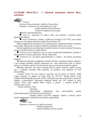 LUCRARE PRACTICA
articulatii.

7. Scheletul membrului inferior liber;

Femurul
Este un os lung ce prezinta o diafiza si doua epifize.
Orientare: se aseaza in sus extremitatea cu un cap;
-medial suprafata sferica articulara;
- posterior marginea cea mai aspra.
§Epifiza superioara prezinta:
g capul ce reprezinta 2/3 dintr-o sfera; este articular si prezinta foseta
ligamentului capului.
g colul ce formeaza cu diafiza unghiul de inclinatie (125°-130°); axul colului
formeaza cu axul epifizei inferioare unghiul de declinatie (12°).
Marirea unghiului de inclinatie are ca rezultat ducerea membrului inferior in abductie
(coxa valga). Micsorarea lui imprima adductia membrului inferior (coxa vara).
Marirea unghiului de declinatie pune membrul inferior in rotatie mediala. Micsorarea
lui duce membrul inferior in rotatie laterala:
g trohanterul mare (lateral) pe care se insera muschii pelvitrohanterieni; prezinta 3
fete (anterioara- externa, posterioara -interna, superioara)
g trohanterul mic pe partea posteroinferioara a colului; da insertie muschiului
iliopsoas.
§Corpul este prismatic triunghiular. Prezinta trei fete ( anterioara, laterala, mediala )
si trei margini (mediala, laterala, posterioara sau linia aspra).Linia aspra se bifurca
inferior si se trifurca superior. Pe aceasta linie aspra se insera noua muschi ai coapsei.
§Epifiza inferioara este masiva, formata din doi condili. Anterior condilii converg
spre o suprafata articulara (fata patelara), iar posterior sunt despartiti de fosa
intercondilara.
Condilul medial este mai ingust si descinde mai jos decat cel lateral. Astfel
coapsa formeaza cu gamba un unghi obtuz de 170°-175° deschis lateral. Cand
condilul medial descinde prea mult rezulta o oblicitate mai mare a femurului cu proiectia
mediala a genunchiului. Micsorarea unghiului lateral sub 145° conduce la genu
valgum. Invers cand unghiul dintre coapsa si gamba
e deschis medial se
formeaza genu varum.
Fiecare condil are 3 fete:
-articulara;
-intercondilara
(delimiteaza
fosa
intercondilara,
pentru
insertia ligamentelor incrucisate ale genunchiului)
-cutanata prezita epicondili (respectiv medial si lateral), pentru
insertia ligamentelor colaterale ale articulatiei genunchiului.
Tibia
Orientare: se aseaza in jos epifiza mai mica;
- medial prelungirea ei;
- anterior marginea cea mai ascutita.

29

 