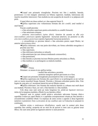 §Corpul este prismatic triunghiular. Prezinta trei fete ( mediala, laterala,
posterioara ) si trei margini: anterioara (se bifurca superior), mediala, interosoasa (da
insertie muschilor interososi). Fata mediala nu este acoperita de muschi si se palpeaza sub
piele.
Corpul tibiei are doua curburi ce-i dau aspectul literei S.
§Epifiza superioara este voluminoasa formata din doi condili, unul medial si
unul lateral.
Fiecare condil prezinta:
- o fata articulara superioara pentru articulatiile cu condilii femurali;
- o fata anterioara comuna;
- eminenta intercondilara (spina tibiei). Anterior de aceasta se afla aria
intercondilara anterioara (pentru ligamentul incrucisat anterior), iar posterior se afla
aria intercondilara posterioara (pentru ligamentul incrucisat posterior);
- o circumferinta ce prezinta lateral o fata articulara pentru capul fibulei, iar
anterior tuberozitatea tibiei.
§Epifiza inferioara: este mai putin dezvoltata, are forma cuboidala neregulata si
prezinta sase fete:
- o fata superioara;
- o fata inferioara (articulara cu talusul);
- o fata anterioara (pe care aluneca tendoanele extensorilor);
- o fata posterioara;
- o fata laterala ce prezinta incizura fibulara pentru articulatia cu fibula;
- o fata mediala ce se prelungeste cu maleola mediala.

Fibula
Orientare: se aseaza in jos epifiza turtita;
- medial fata articulara a acesteia;
- posterior marginea epifizei prevazuta cu o fosa.
§Corpul este prismatic triunghiular prezentand trei fete si trei margini.
§Epifiza superioara este formata din capul fibulei ce se prelungeste cu un varf pe
care se insera muschiul biceps femural. Prezinta o fetisoara articulara pentru tibie. Este
legata de corp prin col, inconjurat lateral de nervul fibular comun.
§Epifiza inferioara: este formata din maleola laterala ce coboara mai mult decat
cea mediala. Prezinta o baza, un varf, o fata laterala si o fata mediala.
Cele doua oase sunt unite pe toata lungimea lor, printr-un ligament interosos
intins de la marginea mediala a fibulei la cea laterala a tibiei.
Superior sunt in contact mobil printr-o articulatie adevarata formata dintr-o
suprafata ovalara pe capul fibulei si o suprafata corespunzatoare situata pe fata laterala a
circumferintei condililor tibiali. Ca mijloace de unire exista o capsula si doua ligamente
(anterior si posterior). Este o articulatie de tip condilian care va fi descrisa in amanunt in
continuare.
Inferior exista o sindesmoza tibiofibulara; oasele sunt in contact prin doua
suprafete fara cartilaj, acoperite de un strat fin de periost si intre care se gaseste tesut
fibros. Ele sunt unite printr-un ligament anterior si unul posterior.

30

 