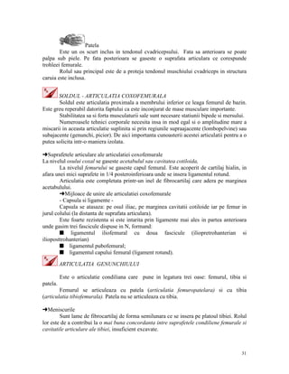 Patela
Este un os scurt inclus in tendonul cvadricepsului. Fata sa anterioara se poate
palpa sub piele. Pe fata posterioara se gaseste o suprafata articulara ce corespunde
trohleei femurale.
Rolul sau principal este de a proteja tendonul muschiului cvadriceps in structura
caruia este inclusa.
SOLDUL - ARTICULATIA COXOFEMURALA
Soldul este articulatia proximala a membrului inferior ce leaga femurul de bazin.
Este greu reperabil datorita faptului ca este inconjurat de mase musculare importante.
Stabilitatea sa si forta musculaturii sale sunt necesare statiunii bipede si mersului.
Numeroasele tehnici corporale necesita insa in mod egal si o amplitudine mare a
miscarii in aceasta articulatie suplinita si prin regiunile supraajacente (lombopelvine) sau
subajacente (genunchi, picior). De aici importanta cunoasterii acestei articulatii pentru a o
putea solicita intr-o maniera izolata.
§Suprafetele articulare ale articulatiei coxofemurale
La nivelul osului coxal se gaseste acetabulul sau cavitatea cotiloida,
La nivelul femurului se gaseste capul femural. Este acoperit de cartilaj hialin, in
afara unei mici suprafete in 1/4 posteroinferioara unde se insera ligamentul rotund.
Articulatia este completata printr-un inel de fibrocartilaj care adera pe marginea
acetabulului.
§Mijloace de unire ale articulatiei coxofemurale
- Capsula si ligamente Capsula se atasaza: pe osul iliac, pe marginea cavitatii cotiloide iar pe femur in
jurul colului (la distanta de suprafata articulara).
Este foarte rezistenta si este intarita prin ligamente mai ales in partea anterioara
unde gasim trei fascicule dispuse in N, formand:
s ligamentul iliofemural cu doua fascicule (iliopretrohanterian si
ilioposttrohanterian)
s ligamentul pubofemural;
s ligamentul capului femural (ligament rotund).
ARTICULATIA GENUNCHIULUI
Este o articulatie condiliana care pune in legatura trei oase: femurul, tibia si
patela.
Femurul se articuleaza cu patela (articulatia femuropatelara) si cu tibia
(articulatia tibiofemurala). Patela nu se articuleaza cu tibia.
§Meniscurile
Sunt lame de fibrocartilaj de forma semilunara ce se insera pe platoul tibiei. Rolul
lor este de a contribui la o mai buna concordanta intre suprafetele condiliene femurale si
cavitatile articulare ale tibiei, insuficient excavate.

31

 