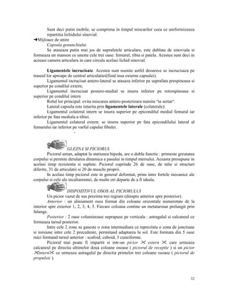 Sunt deci putin mobile, se comprima in timpul miscarilor ceea ce uniformizeaza
repartitia lichidului sinovial.
§Mijloace de unire
Capsula genunchiului
Se ataseaza putin mai jos de suprafetele articulare, este dublata de sinoviala si
formeaza un manson ce uneste cele trei oase: femurul, tibia si patela. Acestea sunt deci in
aceeasi camera articulara in care circula acelasi lichid sinovial.
Ligamentele incrucisate. Acestea sunt numite astfel deoarece se incrucisaza pe
traseul lor aproape de centrul articulatiei(fiind insa externe capsulei).
Ligamentul incrucisat antero-lateral se atasaza inferior pe suprafata prespinoasa si
superior pe condilul extern;
Ligamentul incrucisat postero-medial se insera inferior pe retrospinoasa si
superior pe condilul intern
Rolul lor principal: evita miscarea antero-posterioara numita ″in sertar″.
Lateral capsula este intarita prin ligamentele laterale (colaterale):
Ligamentul colateral intern se insera superior pe epicondilul medial femural iar
inferior pe fata mediala a tibiei.
Ligamentul colateral extern: se insera superior pe fata epicondilului lateral al
femurului iar inferior pe varful capului fibulei.
-

GLEZNA SI PICIORUL
Piciorul uman, adaptat la statiunea bipeda, are o dubla functie : primeste greutatea
corpului si permite derularea dinamica a pasului in timpul mersului. Aceasta presupune in
acelasi timp rezistenta si suplete. Piciorul cuprinde 26 de oase, de talie si structuri
diferite, 31 de articulatii si 20 de muschi proprii.
In acelasi timp piciorul este in general deformat, prins intre fortele mecanice ale
corpului si cele ale incaltamintei, de multe ori departe de a fi ideala.
DISPOZITIVUL OSOS AL PICIORULUI
Un picior vazut de sus prezinta trei regiuni (dinspre anterior spre posterior).
Anterior : un aliniament osos format din coloane orizontale numerotate de la
interior spre exterior 1, 2, 3, 4, 5. Fiecare coloana contine un metatarsian prelungit prin
falange.
Posterior : 2 oase voluminoase suprapuse pe verticala : astragalul si calcaneul ce
formeaza tarsul posterior.
Intre cele 2 zone se gaseste o zona intermediara ce reprezinta o zona de jonctiune
si torsiune intre cele 2 precedente, permitand adaptarea la sol. Este formata din 5 oase
mici formand tarsul anterior : scafoid, cuboid, 3 cuneiforme.
extern
care urmeaza
Piciorul mai poate fi impartit si intr-un picior
calcaneul pe directia ultimelor doua coloane osoase ( piciorul de receptie ) si un picior
intern ce urmeaza astragalul pe directia primelor trei coloane osoase ( piciorul de
propulsie ).

32

 