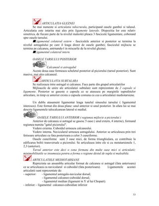 ARTICULATIA GLEZNEI
Se mai numeste si articulatia talocrurala, participand oasele gambei si talusul.
Articulatia este intarita mai ales prin ligamente laterale. Dispozitia lor este relativ
simetrica, de fiecare parte de la nivelul maleolei pleaca 3 fascicule ligamentare, coborand
spre oasele tarsului.
sLigamentul colateral extern - fasciculele anterior si posterior se termina la
nivelul astragalului pe care il leaga direct de oasele gambei; fasciculul mijlociu se
termina pe calcaneu, antrnandu-l in miscarile de la nivelul gleznei.
sLigamentul colateral intern
OASELE TARSULUI POSTERIOR
Calcaneul si astragalul
Aceste doua oase formeaza scheletul posterior al piciorului (tarsul posterior). Sunt
masive, mai ales calcaneul.
ARTICULATIA SUBTALARA
Se realizeaza intre astragal si calcaneu. Face parte din grupul articulatiilor
Mijloacele de unire ale articulatiei subtalare sunt reprezentate de 2 capsule si
ligamente. Posterior se gaseste o capsula ce se ataseaza pe marginile suprafetelor
articulare, in timp ce anterior exista o capsula comuna cu cea a articulatiei mediotarsiene.
Un dublu atasament ligamentar leaga tunelul sinusului tarsului ( ligamentul
interosos). Este format din doua plane: unul anterior si unul posterior. In afara lui se mai
descriu ligamentele talocalcanean lateral si medial.
OASELE TARSULUI ANTERIOR ( regiunea mijlocie a piciorului )
Anterior de calcaneu si astragal se gasesc 5 oase ( unul extern, 4 interne), formand
regiunea numita "gatul piciorului".
Vedere externa. Cuboidul urmeaza calcaneului.
Vedere interna. Navicularul urmeaza astragalului. Anterior se articuleaza prin trei
fetisoare articulare cu fata posterioara a celor 3 cuneiforme.
Oasele cuneiforme sunt 3 oase mici, de forma triunghiulara, ce contribuie la
edificarea boltii transversale a piciorului. Se articuleaza intre ele si cu metatarsienele 1,
2,3 (anterior).
Tarsul anterior este deci o zona formata din multe oase mici si articulatii;
minimobilitatile se insumeaza pentru a forma o regiune destul de supla si maleabila.
ARTICULATIILE MEDIOTARSIANE
Reprezinta un ansamblu articular format de calcaneu si astragal (fata anterioara)
ce se articuleaza cu navicularul si cuboidul (fata posterioara).
Ligamentele acestei
articulatii sunt reprezentate de:
- superior:
- ligamentul astragalo-navicular dorsal;
- ligamentul calcaneo-cuboidal dorsal;
- ligamentul median (ligament in Y al lui Chopart).
- inferior: - ligamentul calcaneo-cuboidian inferior
33

 