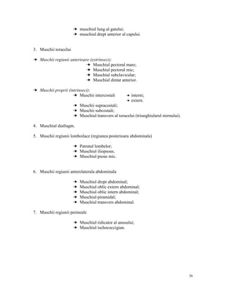 ¥ muschiul lung al gatului;
¥ muschiul drept anterior al capului.

3. Muschii toracelui
¥ Muschii regiunii anterioare (extrinseci):
¥ Muschiul pectoral mare;
¥ Muschiul pectoral mic;
¥ Muschiul subclavicular;
¥ Muschiul dintat anterior.
¥ Muschii proprii (intrinseci):
¥ Muschii intercostali

¥
¥

interni;
extern.

¥ Muschii supracostali;
¥ Muschii subcostali;
¥ Muschiul transvers al toracelui (triunghiularul sternului).
4. Muschiul diafragm.
5. Muschii regiunii lomboilace (regiunea posterioara abdominala)
¥ Patratul lombelor;
¥ Muschiul iliopsoas;
¥ Muschiul psoas mic.

6. Muschii regiunii anterolaterala abdominala
¥
¥
¥
¥
¥

Muschiul drept abdominal;
Muschiul oblic extern abdominal;
Muschiul oblic intern abdominal;
Muschiul piramidal;
Muschiul transvers abdominal.

7. Muschii regiunii perineale
¥ Muschiul ridicator al anusului;
¥ Muschiul ischococcigian.

36

 