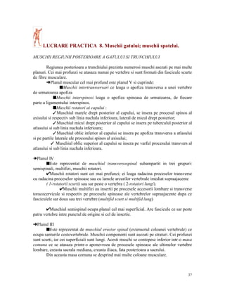 LUCRARE PRACTICA 8. Muschii gatului; muschii spatelui.
MUSCHII REGIUNII POSTERIOARE A GATULUI SI TRUNCHIULUI
Regiunea posterioara a trunchiului prezinta numerosi muschi asezati pe mai multe
planuri. Cei mai profunzi se atasaza numai pe vertebre si sunt formati din fascicule scurte
de fibre musculare.
§Planul muscular cel mai profund este planul V si cuprinde:
sMuschii intertransversari ce leaga o apofiza transversa a unei vertebre
de urmatoarea apofiza
sMuschii interspinosi leaga o apofiza spinoasa de urmatoarea, de fiecare
parte a ligamentului interspinos.
sMuschii rotatori ai capului :
Muschiul marele drept posterior al capului, se insera pe procesul spinos al
axisului si respectiv sub linia nuchala inferioara, lateral de micul drept posterior;
Muschiul micul drept posterior al capului se insera pe tuberculul posterior al
atlasului si sub linia nuchala inferioara;
Muschiul oblic inferior al capului se insera pe apofiza transversa a atlasului
si pe partile laterale ale procesului spinos al axisului;
 Muschiul oblic superior al capului se insera pe varful procesului transvers al
atlasului si sub linia nuchala inferioara.
 Planul IV
sEste reprezentat de muschiul transversospinal subampartit in trei grupuri:
semispinali, multifizi, muschii rotatori.
Muschii rotatori sunt cei mai profunzi; ei leaga radacina proceselor transverse
cu radacina proceselor spinoase sau cu lamele arcurilor vertebrale imediat supraajacente
( 1-rotatorii scurti) sau sar peste o vertebra ( 2-rotatori lungi).
Muschii multifizi au insertii pe procesele accesorii lombare si transverse
toracocervicale si respectiv pe procesele spinoase ale vertebrelor supraajacente dupa ce
fasciculele sar doua sau trei vertebre (multifid scurt si multifid lung)
Muschiul semispinal ocupa planul cel mai superficial. Are fascicule ce sar peste
patru vertebre intre punctul de origine si cel de insertie.
§Planul III
sEste reprezentat de muschiul erector spinal (extensorul coloanei vertebrale) ce
ocupa santurile costovertebrale. Muschii componenti sunt asezati pe straturi. Cei profunzi
sunt scurti, iar cei superficiali sunt lungi. Acesti muschi se contopesc inferior intr-o masa
comuna ce se atasaza printr-o aponevroza de procesele spinoase ale ultimelor vertebre
lombare, creasta sacrala mediana, creasta iliaca, fata posterioara a sacrului.
Din aceasta masa comuna se desprind mai multe coloane musculare.

37

 