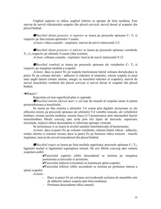 Unghiul superior se ridica, unghiul inferior se apropie de linia mediana. Este
inervat de nervul ridicatorului scapulei din plexul cervical; nervul dorsal al scapulei din
plexul brahial.

sMuschiul dintat posterior si superior se insera pe procesele spinoase C7 T3 si
respectiv pe fata externa aprimelor 5 coaste.
Actiune: ridica coastele - inspirator; inervat de nervii intercostali 2-5.
sMuschiul dintat posterior si inferior se insera pe procesele spinoase vertebrale
T11 L2 respectiv pe ultimele 4 coaste (fata externa).
Actiune: coboara coastele - expirator; inervat de nervii intercostali 9-12.
sMuschiul romboid se insera pe procesele spinoase ale vertebrelor C7 T4 si
respectiv pe marginea mediala a scapulei.
Actiune: daca ia punct fix pe scapula tractioneaza lateral coloana dorsala;daca ia
punct fix pe coloana dorsala - adductor si ridicator al umarului, roteste scapula in jurul
unui unghi lateral (rotatie interna, sinegic cu muschiul ridicator al scapulei); inervat de
nervul muschiului romboid din plexul cervical si nervul dorsal al scapulei din plexul
brahial.
§Planul I
Repezinta cel mai superficial plan si cuprinde:
sMuschiul latisim (dorsal mare )- cel mai lat muschi al corpului situat in partea
posterinferioara a trunchiului.
Se insera pe fata externa a ultimelor 3-6 coaste prin digitatii incrucisate cu ale
oblicului extern, pe procesele spinoase ale ultimelor 5-6 vertebre toracale, ale vertebrelor
lombare, creasta sacrala mediana, creasta iliaca (1/3 posterioara); prin intermediul fasciei
toracolombare fibrele converg spre axila prin trei tipuri de fascicule: superioare
orizontale, mijlocii oblice descendente si inferioare aproape verticale.
Se torsioneaza si se insera la nivelul santului intertubercular al humerusului.
Actiune: daca ia punct fix pe coloana vertebrala; coboara bratul ridicat - adductie,
rotatie interna si extensie usoara; daca ia punct fix pe humerus ridica toracele - muschi
inspirator; inervat de nervul toracodorsal din plexul brahial.

sMuschiul trapez se insera pe linia nuchala superioara, procesele spinoase C7 T12
ligament nuchal si ligamentul supraspinos toracal. De aici fibrele converg spre centura
scapulara astfel:
Fasciculul superior (oblic descendent) se termina pe marginea
posterioara a claviculei si acromion;
Fasciculul mijlociu (orizontal) se termina pe spina scapulei;
Fasciculul inferior (oblic ascendent) se termina pe portiunea interna a
spinei scapulei.
Actiune :
- Daca ia punct fix pe coloana cervicodorsala actiunea de ansamblu este
de adductie (aduce scapula spre linia mediana);
- Portiunea descendenta ridica umarul;

39

 