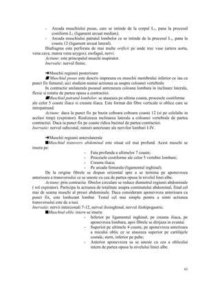 -

Arcada muschiului psoas, care se intinde de la corpul L1, pana la procesul
costiform L1 (ligament arcuat median);
- Arcada muschiului patratul lombelor ce se intinde de la procesul L1, pana la
coasta 12 (ligament arcuat lateral).
Diafragma este perforata de mai multe orificii pe unde trec vase (artera aorta,
vena cava, marea vena azygos), esofagul, nervi.
Actiune: este principalul muschi inspirator.
Inervatie: nervul frenic.
§Muschii regiunii posterioare
s Muschiul psoas este descris impreuna cu muschii membrului inferior ce iau ca
punct fix femurul; aici studiem numai actiunea sa asupra coloanei vertebrale
In contractie unilaterala psoasul antreneaza coloana lombara in inclinare laterala,
flexie si rotatie de partea opusa a contractiei.
sMuschiul patratul lombelor: se ataseaza pe ultima coasta, procesele costiforme
ale celor 5 coaste iliace si creasta iliaca. Este format din fibre verticale si oblice care se
intrepatrund.
Actiune: daca la punct fix pe bazin coboara coboara coasta 12 (si pe celelalte in
acelasi timp) (expirator). Realizeaza inclinarea laterala a coloanei vertebrale de partea
contractiei. Daca ia punct fix pe coaste ridica bazinul de partea contractiei.
Inervatie: nervul subcostal, ramuri anterioare ale nervilor lombari I-IV.
§Muschii regiunii anterolaterale
sMuschiul transvers abdominal este situat cel mai profund. Acest muschi se
insera pe:
- Fata profunda a ultimelor 7 coaste;
- Procesele costiforme ale celor 5 vertebre lombare;
- Creasta iliaca;
- Pe arcada femurala (ligamentul inghinal).
De la origine fibrele se dispun orizontal spre a se termina pe aponevroza
anterioara a transversului ce se uneste cu cea de partea opusa la nivelul linei albe.
Actiune: prin contractia fibrelor circulare se reduce diametrul regiunii abdominale
( rol expirator). Participa la actiunea de totalitate asupra continutului abdominal, fiind cel
mai de seama muschi al presei abdominale. Daca consideram aponevroza anterioara ca
punct fix, este lordozant lombar. Testul cel mai simplu pentru a simti actiunea
transversului este de a tusi.
Inervatie: nervii intercostali 7-12, nervul ilioinghinal, nervul iliohipogastric.
sMuschiul oblic intern se insera:
- Inferior pe ligamentul inghinal, pe creasta iliaca, pe
aponevroza lombara, apoi fibrele se dirijaza in evantai
- Superior pe ultimele 4 coaste, pe aponevroza anterioara
a micului oblic ce se ataseaza superior pe cartilajele
costale, stern, inferior pe pube;
- Anterior aponevroza sa se uneste cu cea a oblicului
intern de partea opusa la nivelului liniei albe.

43

 