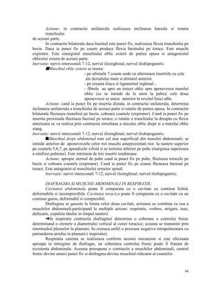 Actiune: in contractie unilaterala realizeaza inclinarea laterala si rotatia
trunchiului
de aceiasi parte.
In contractie bilaterala daca bazinul este punct fix, realizeaza flexia trunchiului pe
bazin. Daca ia punct fix pe coaste produce flexia bazinului pe torace. Este muschi
expirator. Este sinergistul muschiului oblic extern de partea opusa si antagonistul
oblicului extern de aceiasi parte.
Inervatie: nervii intercostali 7-12, nervul ilioinghinal, nervul iliohipogastric.
sMuschiul oblic extern se insera:
- pe ultimele 7 coaste unde isi alterneaza insertiile cu cele
ale dorsalului mare si dintatul anterior.
- pe creasta iliaca si ligamentul inghinal ;
- fibrele au apoi un traiect oblic spre aponevroza marelui
oblic (ce se intinde de la stern la pube); cele doua
aponevroze se unesc anterior la nivelul liniei albe.
Actiune: cand ia punct fix pe insertia distala, in contractie unilaterala, determina
inclinarea unilaterala a trunchiului de aceiasi parte si rotatie de partea opusa. In contractie
bilaterala flecteaza trunchiul pe bazin, coboara coastele (expirator). Cand ia punct fix pe
insertia proximala flecteaza bazinul pe torace; o rotatie a trunchiului la dreapta cu flexie
anterioara se va realiza prin contractia simultana a micului oblic drept si a marelui oblic
stang.
Inervatie: nervii intercostali 7-12, nervul ilioinghinal, nervul iliohipogastric.
sMuschiul drept abdominal este cel mai superficial din muschii abdominali; se
intinde anterior de aponevrozele celor trei muschi anteprezentati rior. Ia nastere superior
pe coastele 5,6,7, pe apendicele xifoid si se termina inferior pe pube (marginea superioara
a simfizei pubiene). Este intretaiat de trei insertii tendinoase.
Actiune: apropie sternul de pube cand ia punct fix pe pube, flecteaza toracele pe
bazin si coboara coastele (expirator). Cand ia punct fix pe coaste flecteaza bazinul pe
torace. Este antagonist al muschiului errector spinal.
Inervatie: nervii intercostali 7-12, nervul ilioinghinal, nervul iliohipogastric.
DIAFRAGMA SI MUSCHII ABDOMINALI IN RESPIRATIE:
Cavitatea abdominala poate fi comparata cu o cavitate cu continut lichid,
deformabila si incompresibila. Cavitatea toracica poate fi comparata cu o cavitate cu un
continut gazos, deformabil si compresibil.
Diafragma se gaseste la limita celor doua cavitati, actiunea se combina cu cea a
muschilor abdominali,participand la multiple actiuni: respiratie, vorbire, strigare, tuse,
defecatie, expulsia fatului in timpul nasterii.
§In inspiratie contractia diafragmei determina o coborare a centrului frenic
determinand o crestere a diametrului vertical al cutiei toracice; aceasta se transmite prin
intermediul pleurelor la plamani. Se creeaza astfel o presiune negativa intrapulmonara cu
patrunderea aerului in plamani ( inspiratie).
Respiratia curenta se realizeaza conform acestui mecanism si este efectuata
aproape in intregime de diafragm, iar coborarea centrului frenic poate fi franata de
rezistenta abdominala. Aceasta presupune o contractie a muschilor abdominali, centrul
frenic devine atunci punct fix si diafragma devine muschiul ridicator al coastelor.

44

 