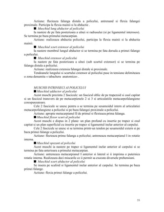 Actiune: flecteaza falanga distala a policelui, antrenand si flexia falangei
proximale. Participa la flexia mainii si la abductie .
s Muschiul lung abductor al policelui
Ia nastere de pe fata posterioara a ulnei si radiusului (si pe ligamentul interosos).
Se termina pe baza primului metacarpian.
Actiune: realizeaza abductia policelui, participa la flexia mainii si la abductia
mainii.
s Muschiul scurt extensor al policelui
Ia nastere membrul lungul abductor si se termina pe fata dorsala a primei falange
a policelui.
s Muschiul extensor al policelui
Ia nastere pe fata posterioara a ulnei (sub scurtul extensor) si se termina pe
falanga distala a policelui.
Actiune: realizeaza extensia falangei distale si proximale.
Tendoanele lungului si scurtului extensor al policelui puse in tensiune delimiteaza
o zona denumita « tabachera anatomica« .

MUSCHII INTRINSECI AI POLICELUI
s Muschiul adductor al policelui
Acest muschi prezinta 2 fascicule: un fascicul oblic de pe trapezoid si osul capitat
si un fascicul transvers de pe metacarpienele 2 si 3 si articulatiile metacarpofalangiene
corespunzatoare.
Cele 2 fascicule se unesc pentru a se termina pe sesamoidul intern al articulatiei
metacarpofalangiene a policelui si pe baza falangei proximale a policelui.
Actiune: apropie metacarpianul II de primul si flexteaza prima falanga.
s Muschiul flexor scurt al policelui
Acest muschi e dispus in 2 plane: un plan profund cu insertie pe trapez si osul
capitat si un plan superficial cu insertie pe trapez si ligamentul inelar anterior al carpului.
Cele 2 fascicule se unesc si se termina printr-un tendon pe sesamoidul extern si pe
baza primei falange a policelui.
Actiune: flecteaza prima falanga a policelui; antreneaza metacarpianul I in rotatie
interna.
s Muschiul opozant al policelui
Acest muschi ia nastere pe trapez si ligamentul inelar anterior al carpului si se
termina pe fata anterioara a primului metacarpian.
Actiune: antreneaza metacarpianul I anterior si lateral si ii imprima o puternica
rotatie interna. Realizeaza deci miscarile ce ii permit sa execute diversele prehensiuni.
s Muschiul scurt abductor al policelui
Se insera pe scafoid si ligamentul inelar anterior al carpului. Se termina pe baza
primei falange.
Actiune: flexia primei falange a policelui.

53

 