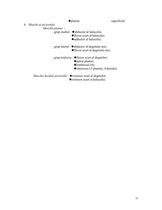 xplantar

superficial

4. Muschi ai piciorului:
Muschii plantei :
- grup medial : xabductor al halucelui;
xflexor scurt al halucelui;
xadductor al halucelui;
- grup lateral : xabductor al degetului mic;
xflexor scurt al degetului mic;
- grup mijlociu : xflexor scurt al degetelor;
xpatrat plantar;
xlombricali (4);
xinterososi (3 plantari, 4 dorsali);
Muschii dosului piciorului : xextensor scurt al degetelor;
xextensor scurt al halucelui;

55

 