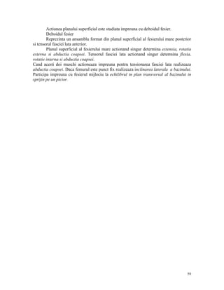 Actiunea planului superficial este studiata impreuna cu deltoidul fesier.
Deltoidul fesier
Reprezinta un ansamblu format din planul superficial al fesierului mare posterior
si tensorul fasciei lata anterior.
Planul superficial al fesierului mare actionand singur determina extensia, rotatia
externa si abductia coapsei. Tensorul fasciei lata actionand singur determina flexia,
rotatie interna si abductia coapsei.
Cand acesti doi muschi actioneaza impreuna pentru tensionarea fasciei lata realizeaza
abductia coapsei. Daca femurul este punct fix realizeaza inclinarea laterala a bazinului.
Participa impreuna cu fesierul mijlociu la echilibrul in plan transversal al bazinului in
sprijin pe un picior.

59

 