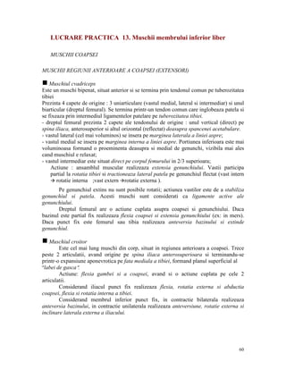 LUCRARE PRACTICA 13. Muschii membrului inferior liber
MUSCHII COAPSEI
MUSCHII REGIUNII ANTERIOARE A COAPSEI (EXTENSORI)
g Muschiul cvadriceps
Este un muschi bipenat, situat anterior si se termina prin tendonul comun pe tuberozitatea
tibiei
Prezinta 4 capete de origine : 3 uniarticulare (vastul medial, lateral si intermediar) si unul
biarticular (dreptul femural). Se termina printr-un tendon comun care inglobeaza patela si
se fixeaza prin intermediul ligamentelor patelare pe tuberozitatea tibiei.
- dreptul femural prezinta 2 capete ale tendonului de origine : unul vertical (direct) pe
spina iliaca, anterosuperior si altul orizontal (reflectat) deasupra spancenei acetabulare.
- vastul lateral (cel mai voluminos) se insera pe marginea laterala a liniei aspre;
- vastul medial se insera pe marginea interna a liniei aspre. Portiunea inferioara este mai
voluminoasa formand o proeminenta deasupra si medial de genunchi, vizibila mai ales
cand muschiul e relaxat;
- vastul intermediar este situat direct pe corpul femurului in 2/3 superioara;
Actiune : ansamblul muscular realizeaza extensia genunchiului. Vastii participa
partial la rotatia tibiei si tractioneaza lateral patela pe genunchiul flectat (vast intern
rotatie interna ;vast extern rotatie externa ).
Pe genunchiul extins nu sunt posibile rotatii; actiunea vastilor este de a stabiliza
genunchiul si patela. Acesti muschi sunt considerati ca ligamente active ale
genunchiului.
Dreptul femural are o actiune cuplata asupra coapsei si genunchiului. Daca
bazinul este partial fix realizeaza flexia coapsei si extensia genunchiului (ex: in mers).
Daca punct fix este femurul sau tibia realizeaza anteversia bazinului si extinde
genunchiul.
g Muschiul croitor
Este cel mai lung muschi din corp, situat in regiunea anterioara a coapsei. Trece
peste 2 articulatii, avand origine pe spina iliaca anterosuperioara si terminandu-se
printr-o expansiune aponevrotica pe fata mediala a tibiei, formand planul superficial al
″labei de gasca″.
Actiune: flexia gambei si a coapsei, avand si o actiune cuplata pe cele 2
articulatii.
Considerand iliacul punct fix realizeaza flexia, rotatia externa si abductia
coapsei, flexia si rotatia interna a tibiei.
Considerand membrul inferior punct fix, in contractie bilaterala realizeaza
anteversia bazinului, in contractie unilaterala realizeaza anteversiune, rotatie externa si
inclinare laterala externa a iliacului.

60

 