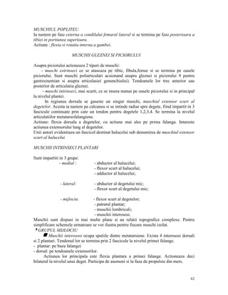 MUSCHIUL POPLITEU
Ia nastere pe fata externa a condilului femural lateral si se termina pe fata posterioara a
tibiei in portiunea superioara.
Actiune : flexia si rotatia interna a gambei.
MUSCHII GLEZNEI SI PICIORULUI
Asupra piciorului actioneaza 2 tipuri de muschi:
- muschi extrinseci ce se ataseaza pe tibie, fibula,femur si se termina pe oasele
piciorului. Sunt muschi poliarticulari acsionand asupra gleznei si piciorului 9 pentru
gastrocnemian si asupra articulasiei genunchiului). Tendoanele lor trec anterior sau
posterior de articulatia gleznei.
- muschi intrinseci, mai scurti, ce se insera numai pe oasele piciorului si in principal
la nivelul plantei.
In regiunea dorsala se gaseste un singur muschi, muschiul extensor scurt al
degetelor. Acesta ia nastere pe calcaneu si se intinde radiar spre degete, fiind impartit in 3
fascicule continuate prin cate un tendon pentru degetele 1,2,3,4. Se termina la nivelul
articulatiilor metatarsofalangiene.
Actiune: flexia dorsala a degetelor, cu actiune mai ales pe prima falanga. Intareste
actiunea extensorului lung al degetelor.
Unii autori evidentiaza un fascicol destinat halucelui sub denumirea de muschiul extensor
scurt al halucelui
MUSCHII INTRINSECI PLANTARI
Sunt impartiti in 3 grupe:
- medial :

- lateral:

- abductor al halucelui;
- flexor scurt al halucelui;
- adductor al halucelui;
- abductor al degetului mic;
- flexor scurt al degetului mic;

- mijlociu:

- flexor scurt al degetelor;
- patratul plantar;
- muschii lombricali;
- muschii interososi.
Muschii sunt dispusi in mai multe plane si au relatii topografice complexe. Pentru
simplificare schemele urmatoare se vor ilustra pentru fiecare muschi izolat.
4GRUPUL MIJLOCIU
g Muschii interososi ocupa spstiile dintre metatarsiene. Exista 4 interososi dorsali
si 2 plantari. Tendonul lor se termina prin 2 fascicule la nivelul primei falange.
- plantar: pe baza falangei
- dorsal: pe tendoanele extensorilor.
Actiunea lor principala este flexia plantara a primei falange. Actioneaza deci
bilateral la nivelul unui deget. Participa de asemeni si la faza de propulsie din mers.

62

 