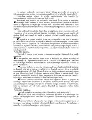 In actiune unilaterala tractioneaza lateral falanga proximala; ei aproprie si
indeparteaza degetele (actiune completata de muschii proprii ai halucelui si degetului 5).
Impiedica aceleasi miscari la nivelul metatarsienelor prin insertiile lor
intermetatarsiene; mentin arcul transversal al piciorului.
Interososii sunt acoperiti de tendoanele muschiului flexor comun al degetelor.
gPosterior pe aceste tendoane se insera muschiul patratul plantar (accesor al flexorului
comun al degetelor), cu origine pe calcaneu prin 2 fascicule. Prin contractia sa acest
muschi readuce in ax tendonul flexorului comun al degetelor pentru ca actiunea lor sa fie
sagitala.
Intre tendoanele muschiului flexor lung al degetelorse insera muschii lombricali.
Tendoanele lor se termina pe baza falangei proximale. Actiunea acestor muschi este
minima fiind mai curand un reglaj al actiunii celorlalti muschi asupra degetelor
piciorului.
g Superficial se gaseste muschiul flexor scurt al degetelor. Acest muschi ia nastere
pe tuberozitatea calcaneului si se imparte in 4 fascicule ce se termina prin cate un tendon
pe falanga medie a degetelor 2-4. Tendoanele sunt perforate de tendonul muschiului
flexor lung al degetelor. Muschiul realizeaza flexia falangei mijlocii pe cea proximala si a
celei proximale pe metatarsianul corespunzator. Are rol in mentinerea boltii plantare in
sens longitudinal.
4GRUPUL MEDIAL
Cuprinde 3 muschi ce se termina pe falanga proximala a halucelui si pe oasele
sesamoide.
gCel mai profund este muschiul flexor scurt al halucelui, cu origine pe cuboid si
cuneiforme (2,3). Corpul muscular se divide in 2 fascicule ce se termina prin 2 tendoane
be baza falangei proximale. Realizeaza flexia plantara a falangei proximale a halucelui pe
primul metatarsian.
gMuschiul abductor al halucelui este un muschi superficial impartit in 2 fascicule:
un fascicul oblic ce ia nastere pe cuboid si un fascicul transvers de pe articulatiile
metatarsofalangiene 5,4,3. Cele 2 fascicule se unesc si se termina printr-un tendon comun
pe baza falangei proximale. Realizeaza abductia primei falange pe metatarsianul 1. Este
unul din responsabilii intretinerii halux valgusului ( deformatie permanenta a oaselor
halucelui cu adductia metatarsianului si abductia falangei proximale).
gMuschiul adductor al halucelui este cel mai superficial muschi al grupului. Ia
nastere pe tuberozitatea calcaneului si se termina pe baza primei falange. Realizeaza
adductia halucelui, participa activ la flexia plantara a falangei proximale pe metatarsiene.
Este un sustinator activ al boltii plantare. Travaliul sau impiedica evolutia halux
valgusului.
4GRUPUL LATERAL
Cuprinde muschi ce se termina pe baza falangei proximale a degetului 5.
gMuschiul flexor scurt al degetului 5 ia nastere pe cuboid si se termina pe fata
plantara a falangei proximale. Realizeaza flexia plantara a primei falange a degetului 5 pe
metatasian.
gMuschiul abductor al degetului 5 are origine pe tuberozitatea calcaneului si se
termina pe baza falangei proximale a degetului 5. Realizeaza abductia si flexia plantara a
degetului 5; contribuie la sustinerea boltii plantare.

63

 