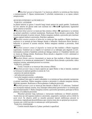 gMuschiul opozant al degetului 5 se insera pe cuboid si se termina pe fata interna
a metatarsianului 5. Opune metatarsianul 5 celorlalte metatarsiene si se opune etalarii
antepiciorului.
MUSCHII EXTRINSECI AI PICIORULUI
4GRUPUL ANTERIOR
In planul anterior se gasesc 3 muschi lungi situati anteror de oasele gambei. Tendoanele
lor trec anterior de glezna unde sunt sustinute de o brida ligamentara; ligamentul
inelar anterior al tarsului.
gMuschiul tibial anterior se insera pe fata externa a tibiei (
superioara) si se termina
pe primul cuneiform si primul metatarsian. Realizeaza flexia dorsala a piciorului, fiind
muschiul principal al acestei miscari. Ridica marginea mediala a piciorului prin tractiune
asupra regiunii mijlocii a piciorului, fiind deci supinator.
gMuschiul extensor propriu al halucelui se insera pe fata mediala a fibulei (portiunea
mijlocie) si se termina pe baza falangei distale a halucelui. Realizeaza flexia dorsala a
halucelui si piciorul in aceasta miscare. Ridica marginea mediala a piciorului, fiind
supinator.
gMuschiul extensor comun al degetelor se insera pe fata mediala a fibulei (regiunea
superioara). Tendonul sau se imparte in 4 portiuni ce se indreapta spre degetele 2,3,4,5,
terminandu-se printr-o bandeleta centrala pe falanga mijlocie si 2 bandelete laterale care
se insera pe falanga distala. Realizeaza flexia dorsala a degetelor 2,3,4,5, antrenand si
piciorul in flexie dorsala.
gMuschiul fibular anterior (inconstant) se insera pe fata mediala a fibulei (portiunea
inferioara) si se termina pe metatarsianul 5. Realizeaza flexia dorsala a piciorului, ridica
marginea externa, antrenand piciorul in eversiune.
4GRUPUL EXTERN
Exista 2 muschi ce se insera pe fata externa a fibulei.
gMuschiul peronier lung se insera superior pe capul fibulei si fata ei laterala; tendonul
se formeaza la mijlocul gambei si coteste de 3 ori:
- posterior de maleola laterala;
- sub tuberculul peronierilor
- la nivelul marginii externe a cuboidului.
Tendonul intra apoi in santul cuboidului si se termina pe baza primului metatarsian
si primul cuneiform. Ridica marginea externa a piciorului si coboara marginea interna,
fiind deci pronator. Realizeaza si flexia plantara si adductia piciorului.
gMuschiul peronier scurt se insera pe fata laterala a fibulei in 1/3 inferioara. Tendonul
sau inconjoara maleola externa, trece deasupra tuberculului peronierilor si se termina pae
baza metatarsianului 5. Ridica marginea externa a piciorului (pronator), participa la flexia
plantara si la abductia piciorului.
Muschiul peronier lung realizeaza o incrucisare tendinoasa cu tibialul posterior.
Acesta trece pe sub regiunea mijlocie a piciorului, asigurand o sustinere activa a boltii la
acest nivel. Se observa astfel ca muschii peronieri laterali stabilizeaza piciorul in
ortostatism, impiedicand dezechilibrarea spre exterior (mai ales in sprijinul pe un picior).
Aceasta este vizibil mai ales in statiunea pe varful picioarelor.
4GRUPUL POSTERIOR
Contine muschi dispusi in 2 plane: profund si superficial.

64

 