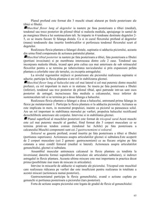 Planul profund este format din 3 muschi situati alaturat pe fetele posterioare ale
tibiei si fibulei.
gMuschiul flexor lung al degetelor ia nastere pe fasa posterioara a tibiei (medial),
tendonul sau trece posterior de pilonul tibial si maleola mediala, apoiajunge in santul de
pe marginea libera a lui sustenaculum tali. Se imparte in 4 tendoane destinate degetelor 25, ce se insera fiecare fe falanga distala. Ca si in cazul flexorului profund al degetelor
(mana) tendoanele dau insertie lombricalilor si perforeaza tendonul flexorului scurt al
degetelor.
Realizeaza flexia plantara a falangei distale, supinatia si adductia piciorului, aceasta
din urma fiind compensata de actiunea patratului plantar.
gMuschiul tibial posterior ia nastere pe fata posterioara a tibiei, fata posterioara a fibulei
(portiuni invecinate) si pe membrana interosoasa dintre cele 2 oase. Tendonul sau
inconjoara maleola tibiala, trcand apoi prin culisa cea mai anterioara de sub retinaculul
flexorilor pentru a se termina pe tuberozitatea navicularului si prin expansiuni pefata
plantara a celorlalte oase ale tarsului, cu exceptia astragalului.
La nivelul regoiunilor mijlocii si posterioare ale piciorului realizeaza supinatie si
aductie; participa la flexia plantara si are rol in stabilizarea gleznei.
gMuschiul flexor lung al halucelui este cel mai lateral si cel mai puternic dintre muschii
profunzi, cu rol important in mers si in statiune. Se insera pe fata posterioara a fibulei
(inferior), tendonul sau trce posterior de pilonul tibial, apoi patrunde intr-un sant osos
posterior de astragal, incruciseaza fata mediala a calcaneului, trece inferior de
sustenaculum tali si se termina pe a doua falanga a halucelui.
Realizeaza flexia plantara a falangei a doua a halucelui, antrenand prima falanga in
flexie pe metatarsianul 1. Participa la flexia plantara si la adductia piciorului. Actiunea sa
este implicata in mers, in momentul propulsiei, inainte ca piciorul sa paraseasca solul.
Are un rol important in stabilitatea mersului pe varfuri, propulsia halucelui rectificand
dezechilibrele anterioare ale corpului. Intervine si in stabilitatea gleznei.
g Planul superficial al muschilor posteriori este format de tricepsul sural.Acest muschi
este cel mai puternic muschi al gambei, fiind format din 3 corpuri musculare ce se
termina printr-un tendon comun (tendonul lui Achile) pe fata posterioara a
calcaneului.Muschii componenti sunt cei 2 gastrocnemieni si solearul.
Solearul se gaseste profund, avand insertie pe fata posterioara a tibiei si fibulei
(portiunea superioara). Actioneaza asupra articulatiilor gleznei si subtalara.Este acoperit
de 2 corpuri musculare (cei 2 gemeni- gastrocnemieni) ce au fiecare origine pe fata
cutanata a unui condil femural (medial si lateral). Actioneaza asupra articulatiilot
genunchiului, gleznei si subtalara.
Ansamblul muscular antreneaza calcaneul in flexie plantara cu tendinta la
inversiune( datorita formei suprafetelor articulare ale articulatiei subtalare), si indirect
astragalul in flexie plantara. Aceasta ultima miscare este mai importanta in practica decat
prima (posibilitate mai mare de miscare in articulatie).
Intrvine in miscarile de adductie si supinatie ale piciorului. Tricepsul este muschiul
care realizeaza ridicarea pe varfuri dar este insuficient pentru realizarea in totalitate a
acestei miscari (actioneaza numai posterior)..
Gastrocnemianul participa la flexia genunchiului, avand o actiune cuplata pe
genunchi si portiunea posterioara a piciorului (tars posterior).
Forta de actiune asupra piciorului este legata de gradul de flexie al genunchiului:

65

 