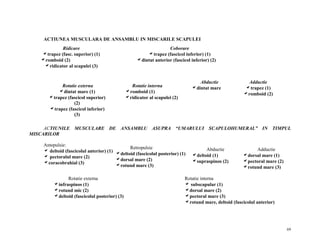 ACTIUNEA MUSCULARA DE ANSAMBLU IN MISCARILE SCAPULEI
Ridicare Ridicare
atrapez (fasc. superior) (1)
Abductie
aromboid mare
- dintat (2)
aridicator al scapulei (3)

Rotatie externa
adintat mare (1)
atrapez (fascicol superior)
(2)
atrapez (fascicol inferior)
(3)

Coborare
atrapez (fascicol inferior) (1)
adintat anterior (fascicol inferior) (2)

Abductie
adintat mare

Rotatie interna
aromboid (1)
aridicator al scapulei (2)

Adductie
atrapez (1)
aromboid (2)

ACTIUNILE MUSCULARE DE ANSAMBLU ASUPRA “UMARULUI SCAPULOHUMERAL” IN TIMPUL
MISCARILOR
Antepulsie:
Retropulsie
a deltoid (fascicolul anterior) (1)
adeltoid (fascicolul posterior) (1)
a pectoralul mare (2)
adorsal mare (2)
acoracobrahial (3)
arotund mare (3)
Rotatie externa
ainfraspinos (1)
arotund mic (2)
adeltoid (fascicolul posterior) (3)

Abductie
adeltoid (1)
asupraspinos (2)

Adductie
adorsal mare (1)
apectoral mare (2)
arotund mare (3)

Rotatie interna
a subscapular (1)
adorsal mare (2)
apectoral mare (3)
arotund mare, deltoid (fascicolul anterior)

69

 