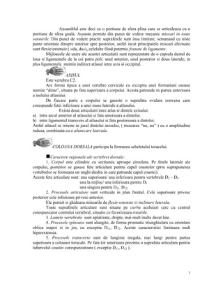 Ansamblul este deci ca o portiune de sfera plina care se articuleaza cu o
portiune de sfera goala. Aceasta permite din punct de vedere mecanic miscari in toate
sensurile. Din punct de vedere practic suprafetele sunt insa limitate, semanand cu niste
pante orientate dinspre anterior spre posterior, astfel incat principalele miscari efectuate
sunt flexie/extensie ( »da, da»), celelalte fiind puternic franate de ligamente.
Mijloacele de unire ale acastei articulatii sunt reprezentate de o capsula destul de
laxa si ligamentele de la cei patru poli: unul anterior, unul posterior si doua laterale; in
plus ligamentele mentin indirect atlasul intre axis si occipital.
AXISUL
Este vertebra C2.
Are forma tipica a unei vertebre cervicale cu exceptia unei formatiuni osoase
numite “dinte”, situata pe fata superioara a corpului. Acesta patrunde in partea anterioara
a inelului atlasului.
De fiecare parte a corpului se gaseste o suprafata ovalara convexa care
corespunde fetei inferioare a unei mase laterale a atlasului.
Exista doua articulatii intre atlas si dintele axisului:
a) intre arcul anterior al atlasului si fata anterioara a dintelui.
b) intre ligamentul transvers al atlasului si fata posterioara a dintelui.
Astfel atlasul se roteste in jurul dintelui axisului, ( miscarea “nu, nu” ) cu o amplitudine
redusa, combinata cu o alunecare laterala.

COLOANA DORSALA participa la formarea scheletului toracelui.
gCaractere regionale ale vertebrei dorsale:
1. Corpul este cilindric cu sectiunea aproape circulara. Pe fetele laterale ale
corpului, posterior se gasesc fete articulare pentru capul coastelor (prin suprapunerea
vertebrelor se formeaza un unghi diedru in care patrunde capul coastei).
Aceste fete articulare sunt: una superioara/ una inferioara pentru vertebrele D2 – D9
una la mijloc/ una inferioara pentru D1
una singura pentru D11, D12.
2. Procesele articulare sunt verticale in plan frontal. Cele superioare privesc
posterior cele inferioare privesc anterior.
Ele permit si ghideaza miscarile de flexie-extensie si inclinare laterala.
Toate suprafetele articulare sunt situate pe curba aceluiasi cerc cu centrul
corespunzator centrului vertebral, situatie ce favorizeaza rotatiile.
3. Lamele vertebrale sunt aplatizate, drepte, mai mult inalte decat late.
4. Procesele spinoase sunt alungite, de forma prismatic triunghiulara cu orientare
oblica inapoi si in jos, cu exceptia D11, D12. Aceste caracteristici limiteaza mult
hiperextensia.
5. Procesele transverse sunt de lungime inegala, mai lungi pentru partea
superioara a coloanei toracale. Pe fata lor anterioara prezinta o suprafata articulara pentru
tuberculul coastei corespunzatoare ( exceptie D11, D12 ).

7

 
