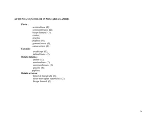 ACTIUNEA MUSCHILOR IN MISCAREA GAMBEI
Flexie :
semitendinos (1);
semimembranos (2);
biceps femural (3);
croitor;
gracilis;
popliteu (4);
geaman intern (5);
eaman extern (6).
Extensie :
cvadriceps (1);
deltoid fesier (2).
Rotatie interna :
croitor (1);
semitendinos (2);
semimembranos (3);
gracilis (4);
popliteu.
Rotatie externa :
tensor al fasciei lata (1);
fesier mare (plan superficial) (2);
biceps femural (3).

78

 
