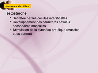 ANATOMIE OBSTETRICALE COURS POUR LES SF. | PPTX