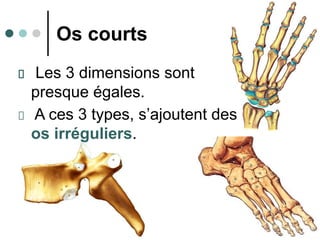 20/10/2007
10
Os courts
Les 3 dimensions sont
presque égales.
A ces 3 types, s’ajoutent des
os irréguliers.
 