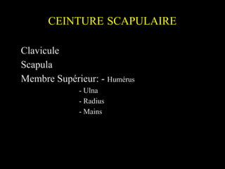CEINTURE SCAPULAIRE
Clavicule
Scapula
Membre Supérieur: - Humérus
- Ulna
- Radius
- Mains
 
