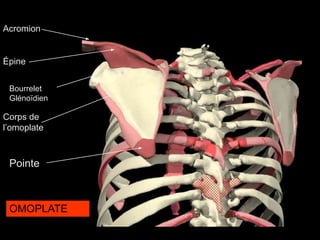 Corps de
l’omoplate
Acromion
Épine
Bourrelet
Glénoïdien
Pointe
OMOPLATE
 