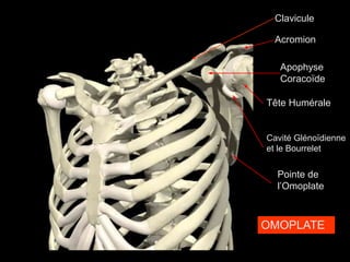 Clavicule
Acromion
Apophyse
Coracoïde
Cavité Glénoïdienne
et le Bourrelet
Pointe de
l’Omoplate
Tête Humérale
OMOPLATE
 