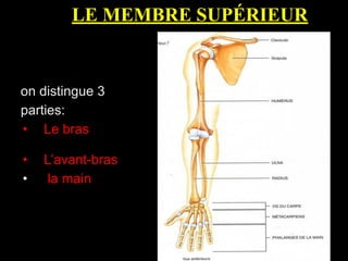 LE MEMBRE SUPÉRIEUR
on distingue 3
parties:
• Le bras
• L’avant-bras
• la main
 