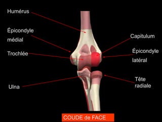 Humérus
Épicondyle
médial
Trochlée
Capitulum
Épicondyle
latéral
Tête
radiale
Ulna
COUDE de FACE
 
