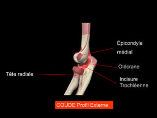 Tête radiale
Olécrane
Épicondyle
médial
Incisure
Trochléenne
COUDE Profil Externe
 