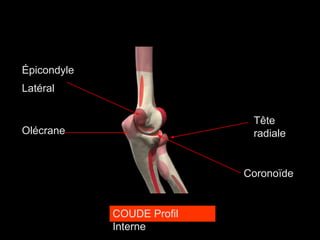 COUDE Profil
Interne
Tête
radiale
Coronoïde
Olécrane
Épicondyle
Latéral
 