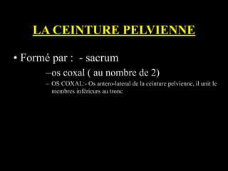 LA CEINTURE PELVIENNE
• Formé par : - sacrum
–os coxal ( au nombre de 2)
– OS COXAL:- Os antero-lateral de la ceinture pelvienne, il unit le
membres inférieurs au tronc
 