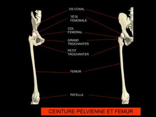 PATELLA
FEMUR
PETIT
TROCHANTER
GRAND
TROCHANTER
OS COXAL
TËTE
FEMORALE
COL
FEMORAL
CEINTURE PELVIENNE ET FEMUR
 