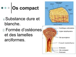 20/10/2007
Os compact
Substance dure et
blanche.
Formée d’ostéones
et des lamelles
arciformes.
 
