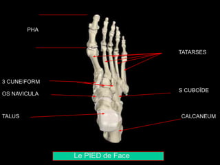 Le PIED de Face
TALUS CALCANEUM
OS NAVICULAIRE
3 CUNEIFORMES
OS CUBOÏDE
5 METATARSES
PHALANGES
 