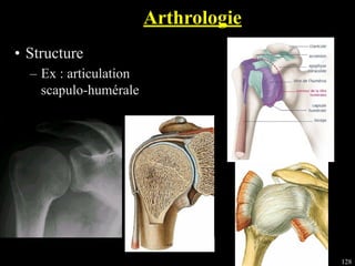 128
• Structure
– Ex : articulation
scapulo-humérale
Arthrologie
 